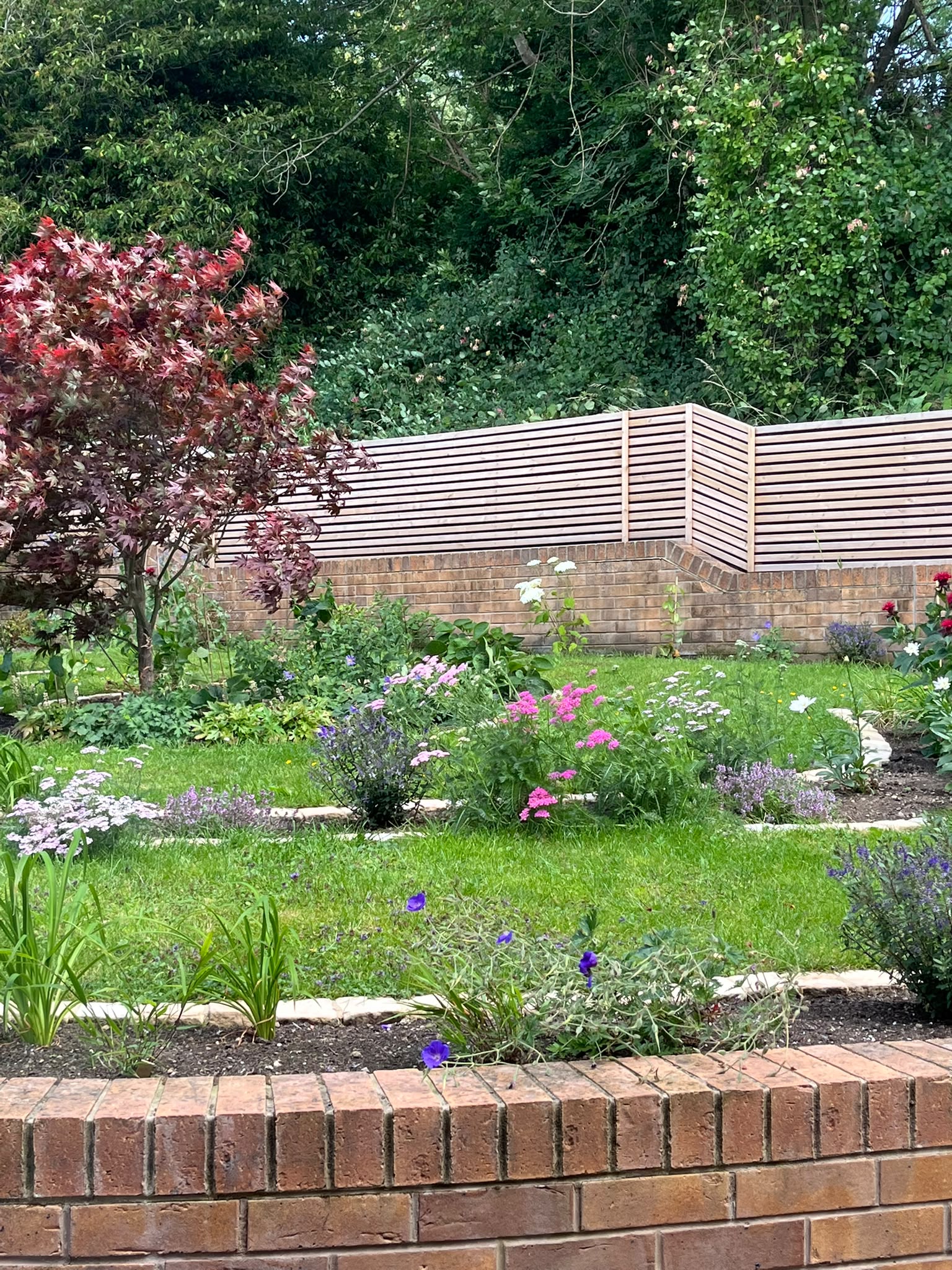 Upper lawn with curved stone-edged borders of yarrow and geraniums, a red-leaved acer and slatted screen above a brick wall