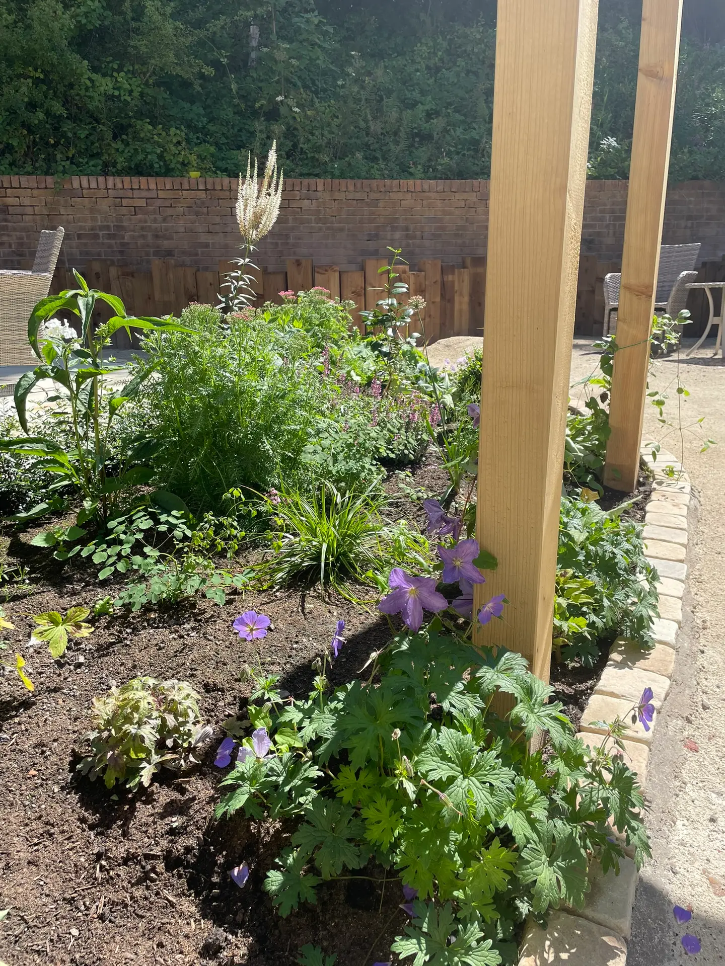 Young perennial border with purple clematis climbing a timber pergola post beside a gravel path and sleeper wall