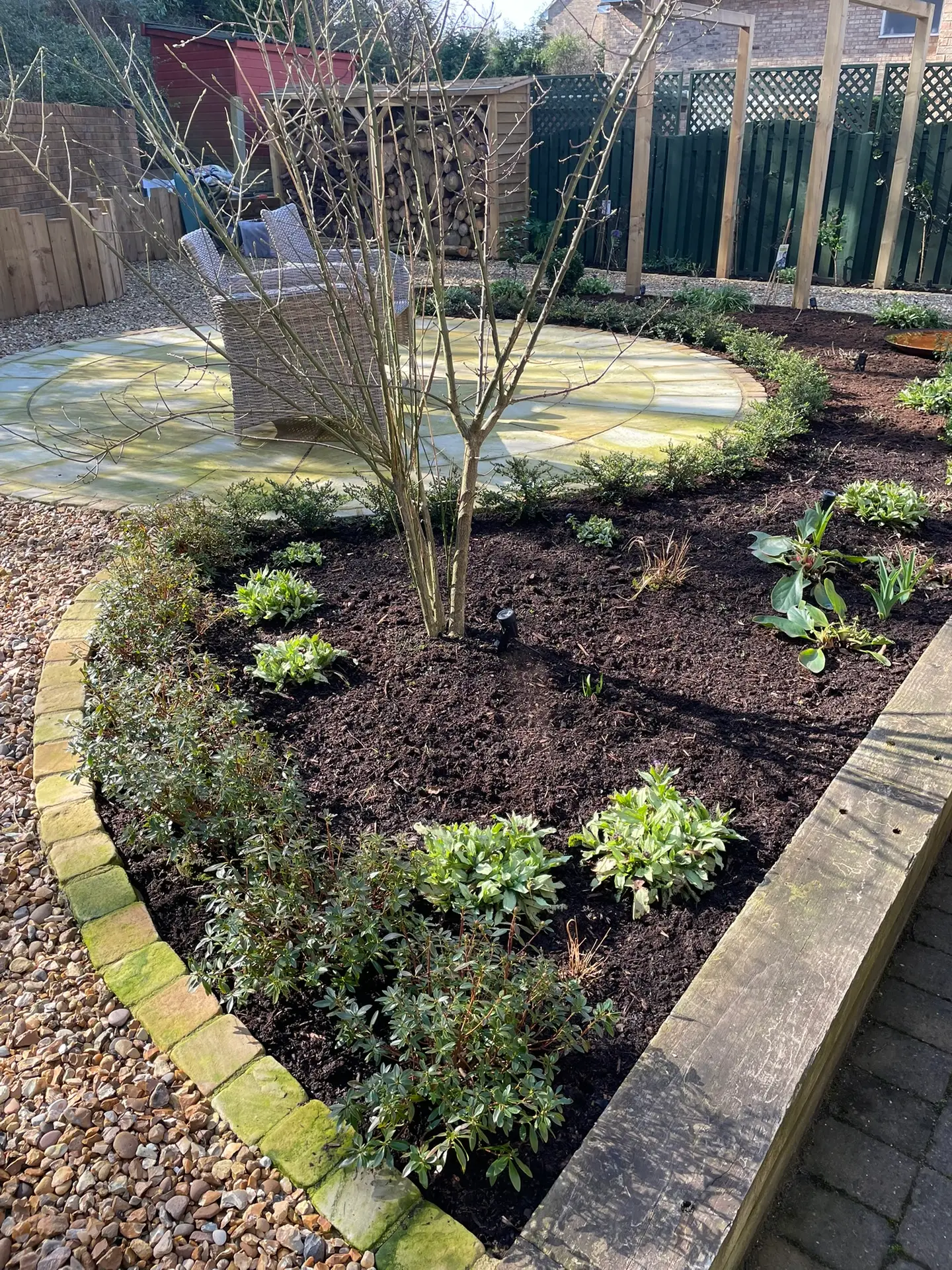 Newly planted curved border with mulch, young evergreen shrubs and a multi-stem tree beside a circular patio and pergola