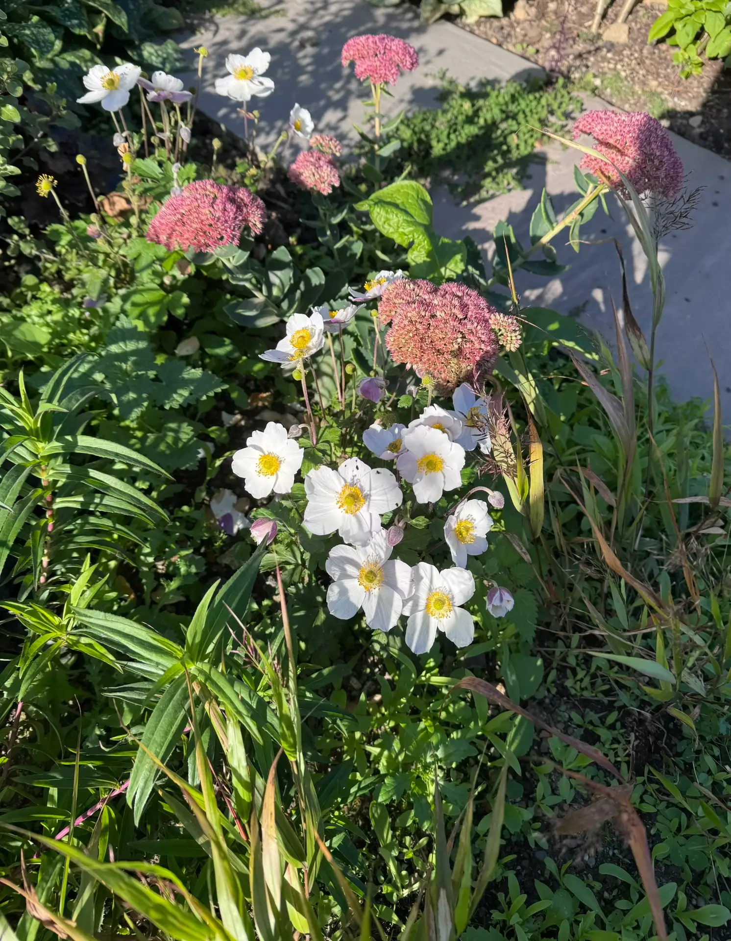 White Japanese anemones and sedum beside stone paving