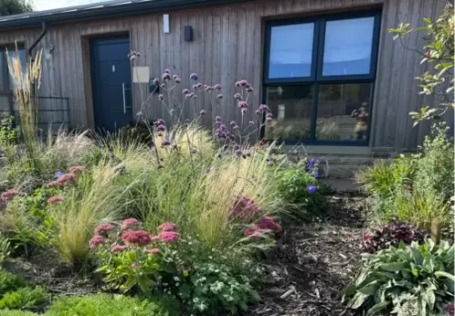 Front garden with grasses, sedum and verbena beside a stone path and young tree