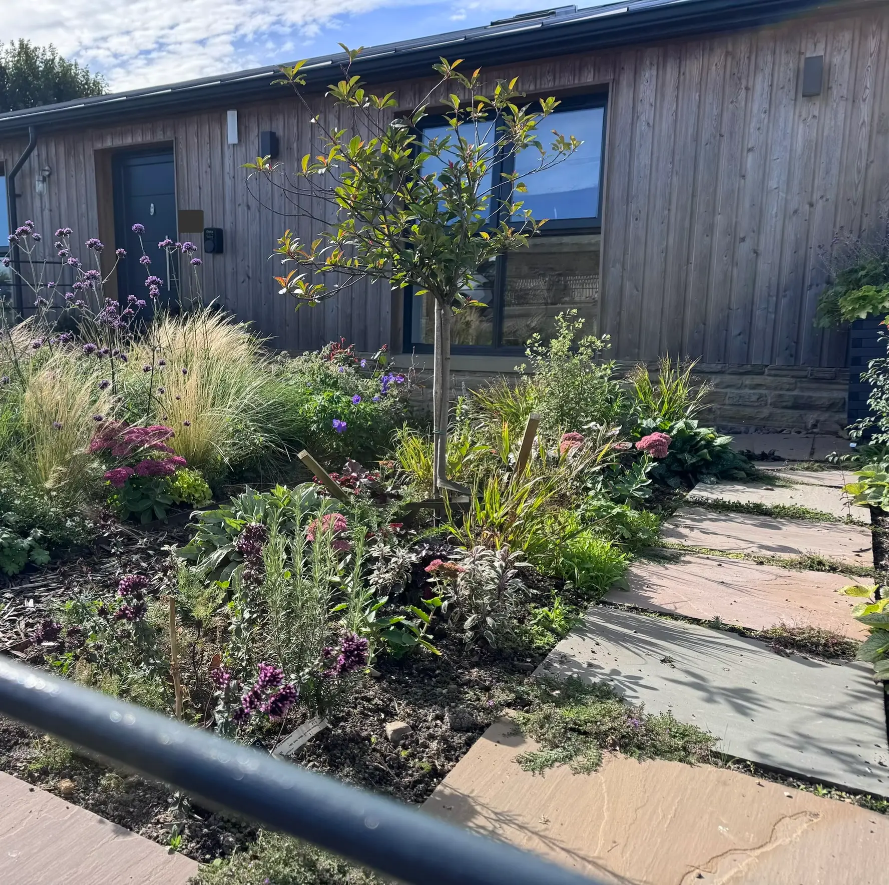 Front garden with grasses, sedum and verbena beside a stone path and young tree
