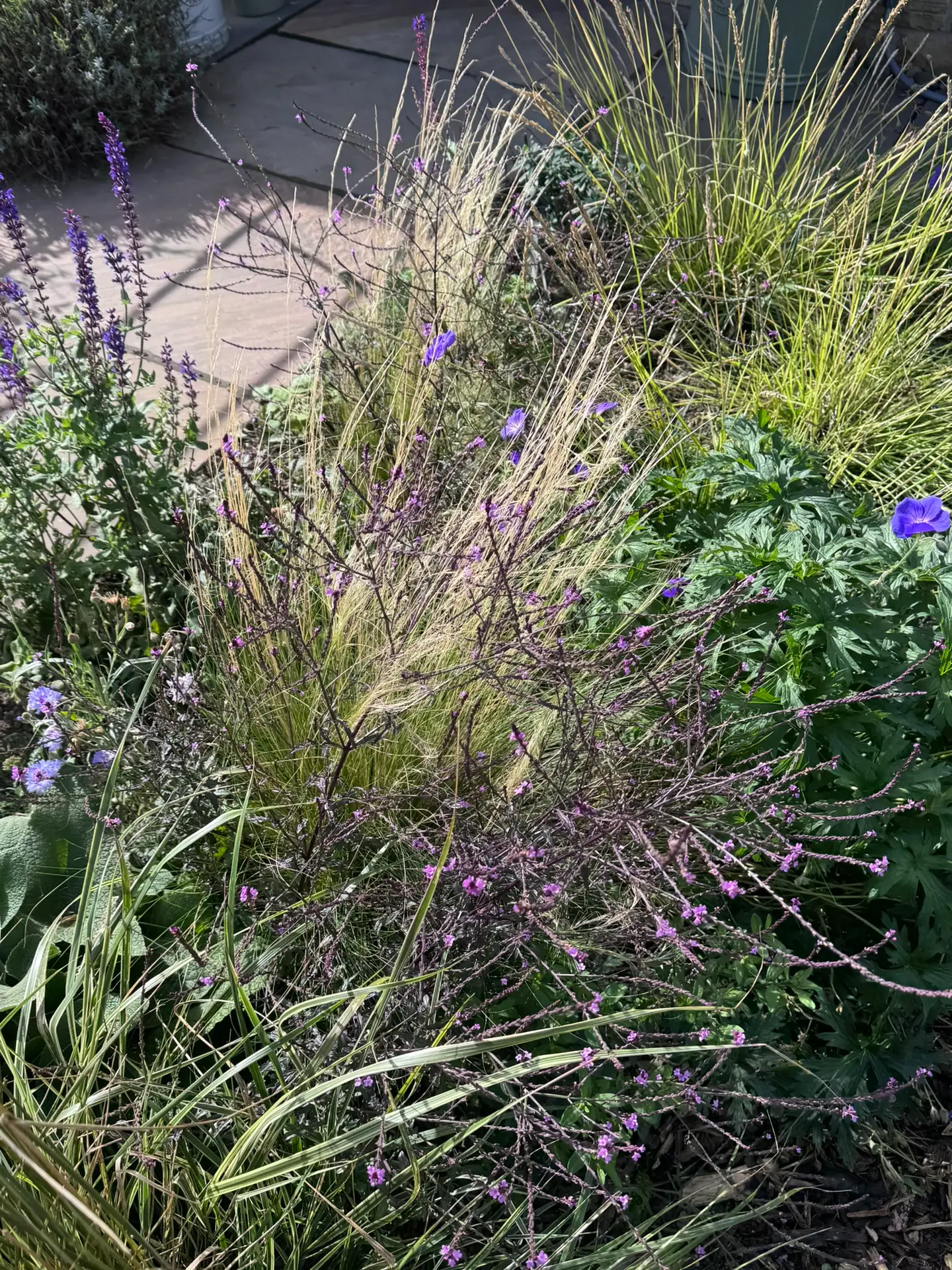 Blue geraniums among fine grasses in the front border