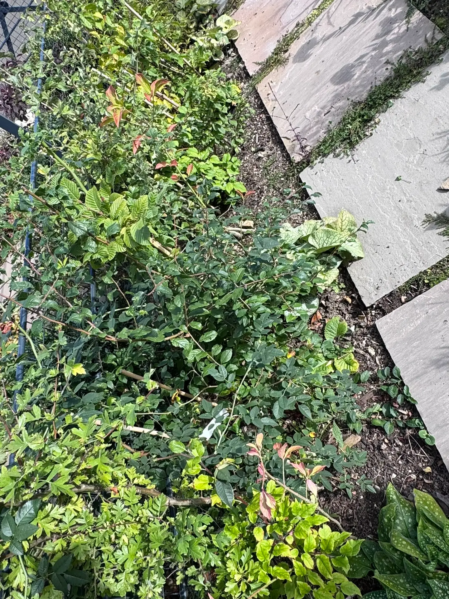 Native wildlife-friendly hedge one year after bare-root planting, demonstrating successful establishment and vigorous seasonal growth.