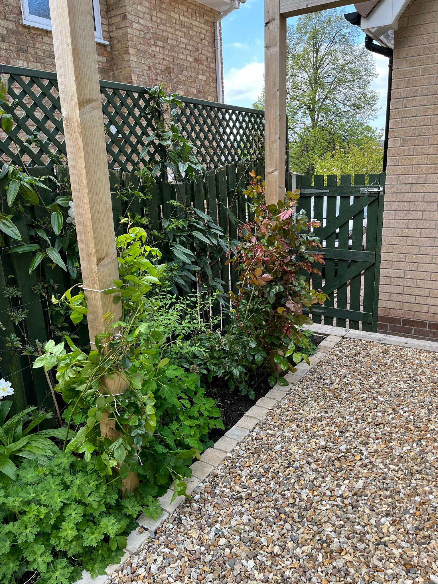 Timber pergola arches with climbers against a dark green fence beside a gravel path and gate